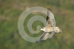 Juvenile Herring Gull in Flight