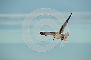 Juvenile Herring Gull in Flight