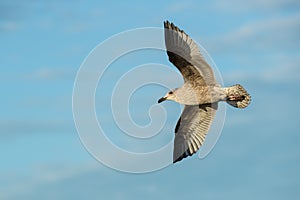 Juvenile Herring Gull in Flight