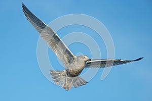 Juvenile Herring Gull in flight.