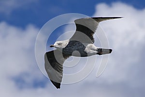 Juvenile Herring Gull, Larus argentatus, flying