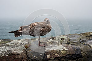 Juvenile herring gull, larus argentatus, perched on a wall during Storm Agnes, Dunmore Head, Dingle, Co Kerry, Ireland