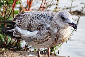 Juvenile Herring Gull sitting by a river