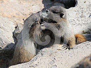 Juvenile Hoary Marmots Wrestling