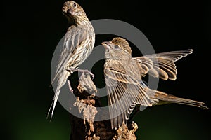 Juvenile House Finch