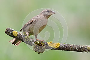 Juvenile House Sparrow (Passer domesticus).