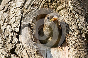 Juvenile House Sparrow Passer domesticusFledging from nest box