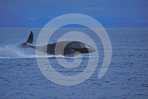 Juvenile Humpback Whale