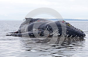 Juvenile Humpback whale washes ashore and died