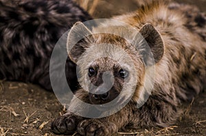 Juvenile hyena