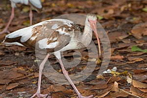 A Juvenile Ibis