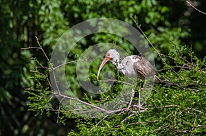 Juvenile ibis stands in tree