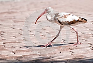 Juvenile Ibis