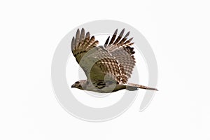 Juvenile immature red-tailed hawk Buteo jamaicensis isolated flying across a white background with wings up