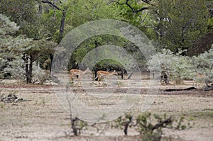 Juvenile Impala, Selous Game Reserve, Tanzania