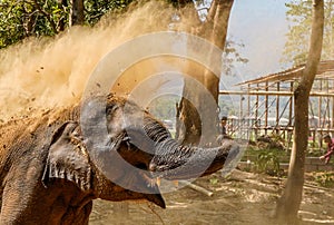 Juvenile Indian Elephant dusting itself to cool down