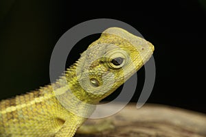 Juvenile Indian garden lizard, Calotes versicolor, Satara, Maharashtra