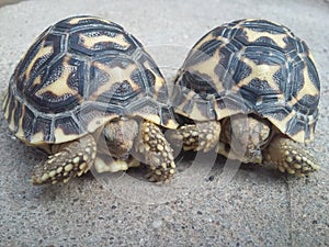 Juvenile Indian star tortoises