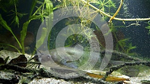 Juvenile invasive freshwater predator channel catfish, Ictalurus punctatus rests in planted fish tank, muddy water,