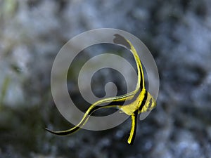 Juvenile Jacknife Fish-Equetus lanceolatus