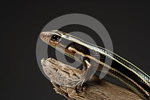 A juvenile Japanese five-lined skink holding onto a tree branch