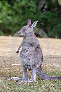 Juvenile kangaroo on a grassy area near bush land photo