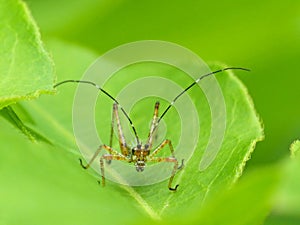 Juvenile Katydid On Leaf