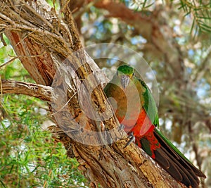 Juvenile King parrot