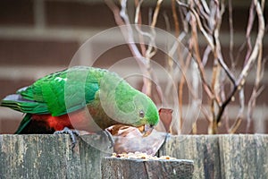 Juvenile king parrot pecking seeds