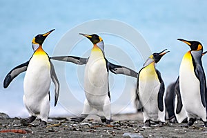 Juvenile king penguins communicate with each other - Aptendytes patagonica - four penguins together on beach in South Georgia