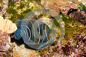 Juvenile Koran Angelfish in Aquarium