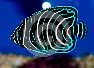 Juvenile Koran Angelfish