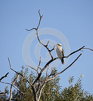 Juvenile Laughing or Australian Kookaburra in a tree.