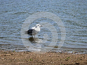 Juvenile laughing gull on Lake Grand Lieu photo