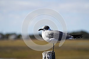 Juvenile Laughing Gull posing