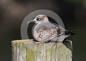 Juvenile Laughing Gull resting on a wooden pole at the Flamingo Visitors Center in Florida.