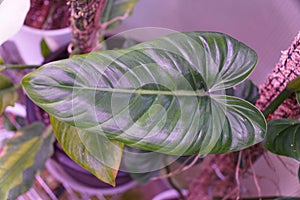 A juvenile leaf of Philodendron Subhastatum, a popular rare houseplant