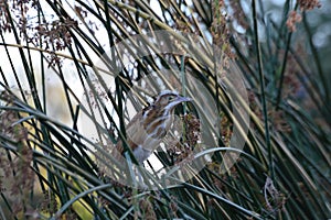 Juvenile least bittern on cattail reeds