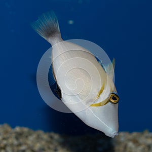 Juvenile Lei Triggerfish