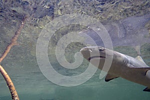 Juvenile Lemon Shark (Negaprion brevirostris) in the mangroves of Bimini, Bahamas