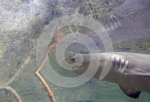 Juvenile Lemon Shark (Negaprion brevirostris) in the mangroves of Bimini, Bahamas