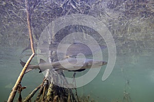 Juvenile Lemon Shark (Negaprion brevirostris) in the mangroves of Bimini, Bahamas