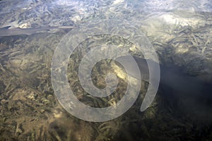 Juvenile Lemon Shark (Negaprion brevirostris) in the mangroves of Bimini, Bahamas