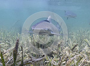 Juvenile Lemon Shark (Negaprion brevirostris) in the mangroves of Bimini, Bahamas