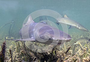 Juvenile Lemon Shark (Negaprion brevirostris) in the mangroves of Bimini, Bahamas