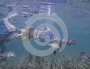 Juvenile Lemon Shark (Negaprion brevirostris) in the mangroves of Bimini, Bahamas