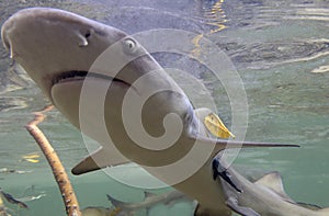 Juvenile Lemon Shark (Negaprion brevirostris) in the mangroves of Bimini, Bahamas