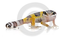 Juvenile Leopard gecko - Eublepharis macularius