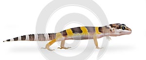 Juvenile Leopard gecko - Eublepharis macularius