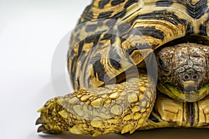 Juvenile Leopard Tortoise Stigmochelys pardalis on white background